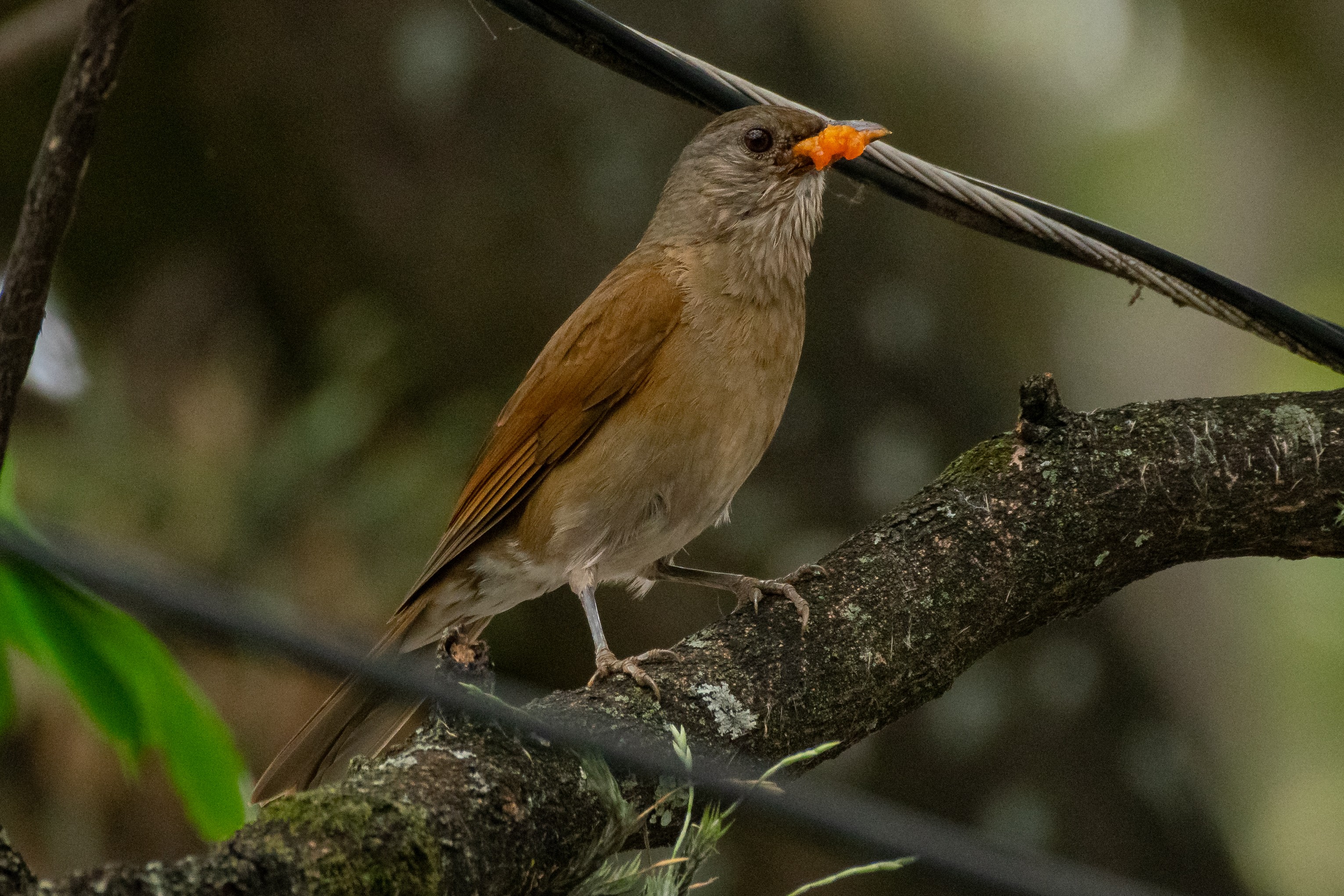 Primavera começa com sinfonia dos sabiás