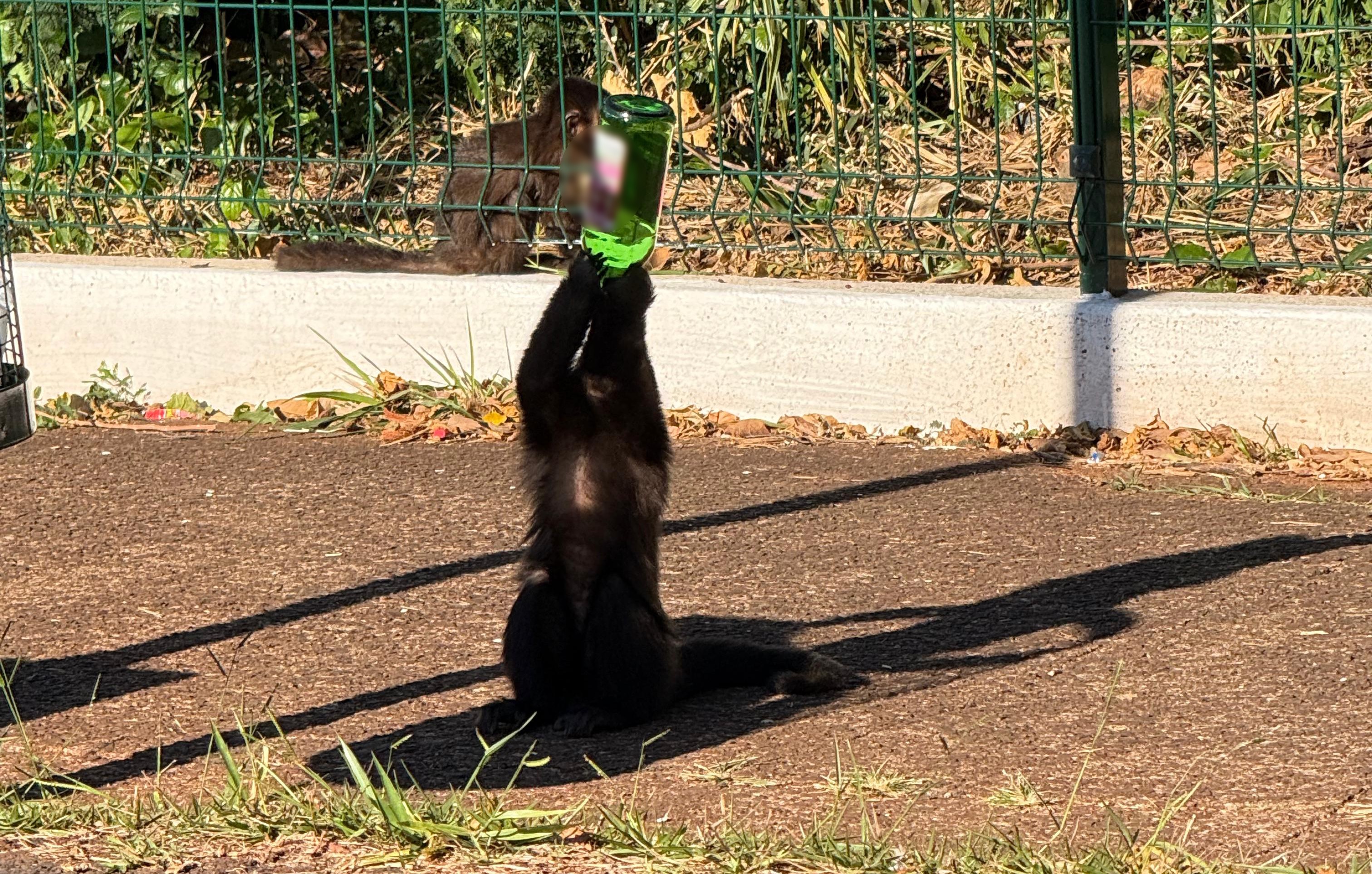 Macaco é filmado 'virando' garrafa de chope de vinho em parque do Paraná: 'Se eu falar, ninguém vai acreditar'