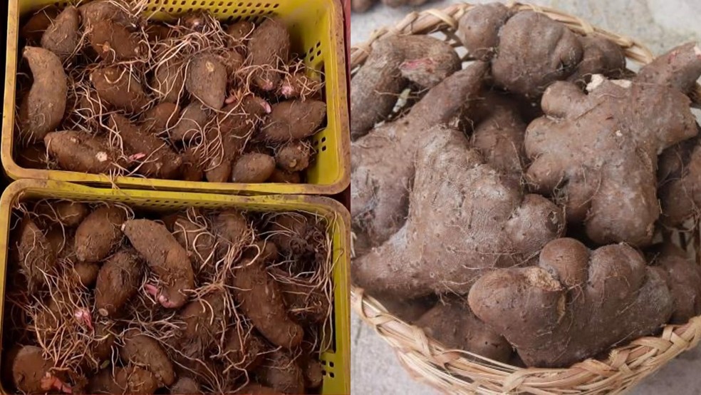 Inhame ou Cará? Conheça a diferença entre as raízes que confundem consumidores — Foto: TV Gazeta e Embrapa