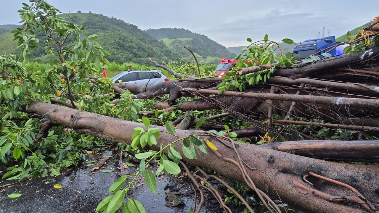 VÍDEO: Árvore cai e fecha dois sentidos da Via Dutra, em Barra Mansa