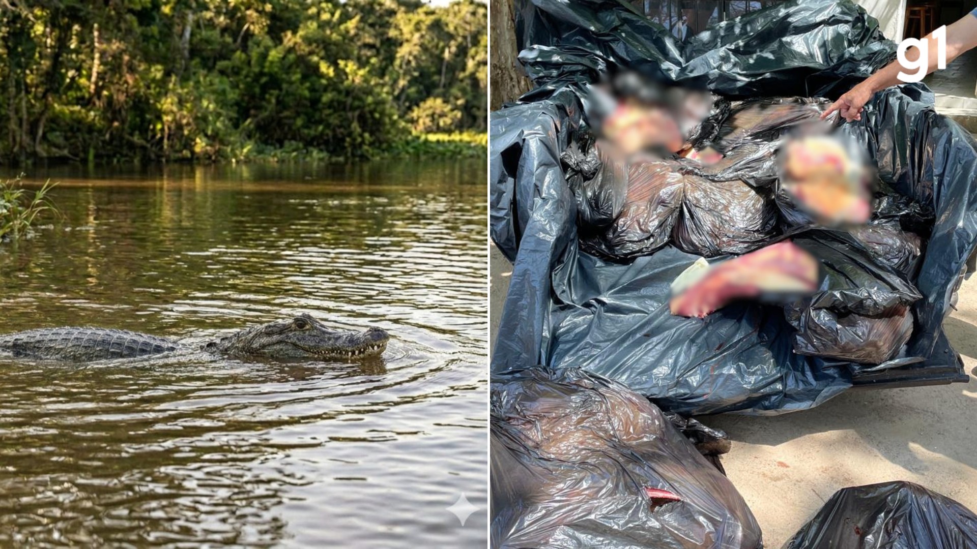 Polícia descobre esquema de furto e abate ilegal de gado em que restos eram usados para alimentar jacarés e porcos no RS