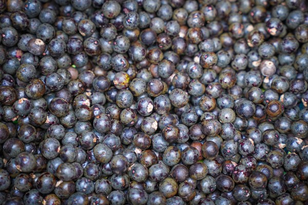 Açaí é reconhecido por lei como fruta nacional do Brasil