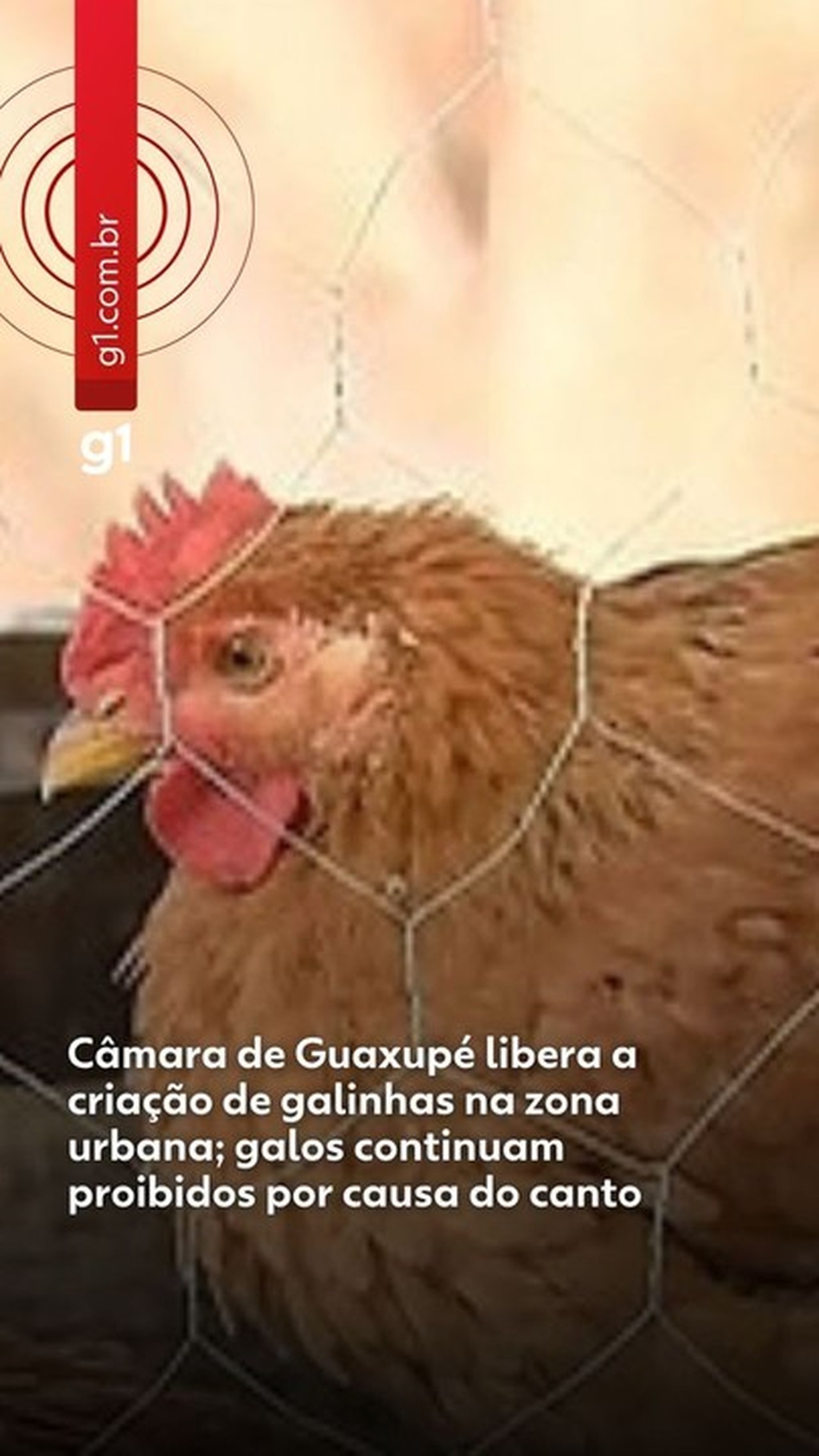 Câmara de Guaxupé libera a criação de galinhas na zona urbana; galos continuam proibidos por causa do canto | G1