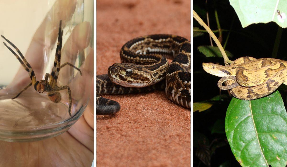 De pressão alta a disfunção: como predadores do Brasil podem salvar vidas