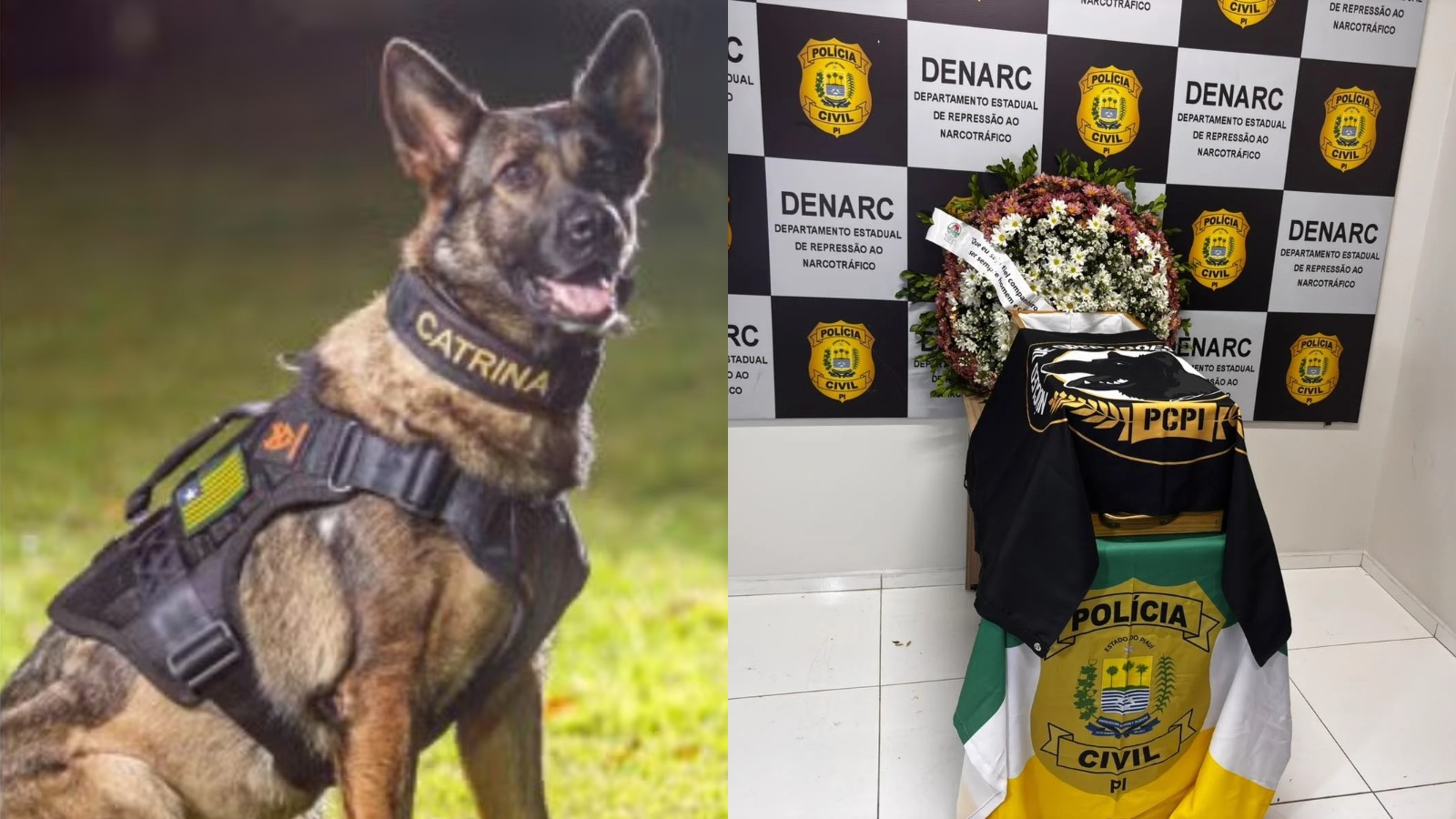 Cadela Catrina, primeira da PC-PI, atuou em mais de 2,6 mil operações e ajudou a localizar 226 armas