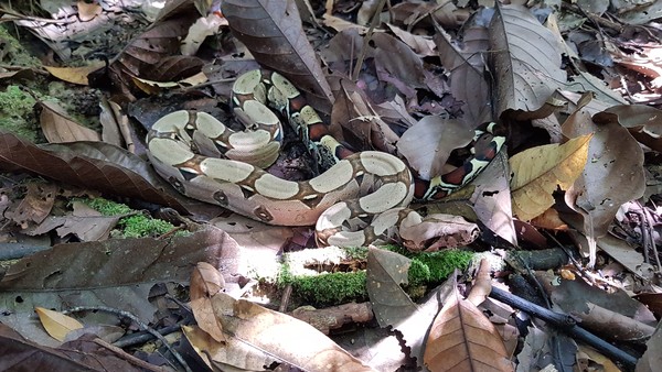 Cobras da Amazônia – ACA – Associação Comercial do as
