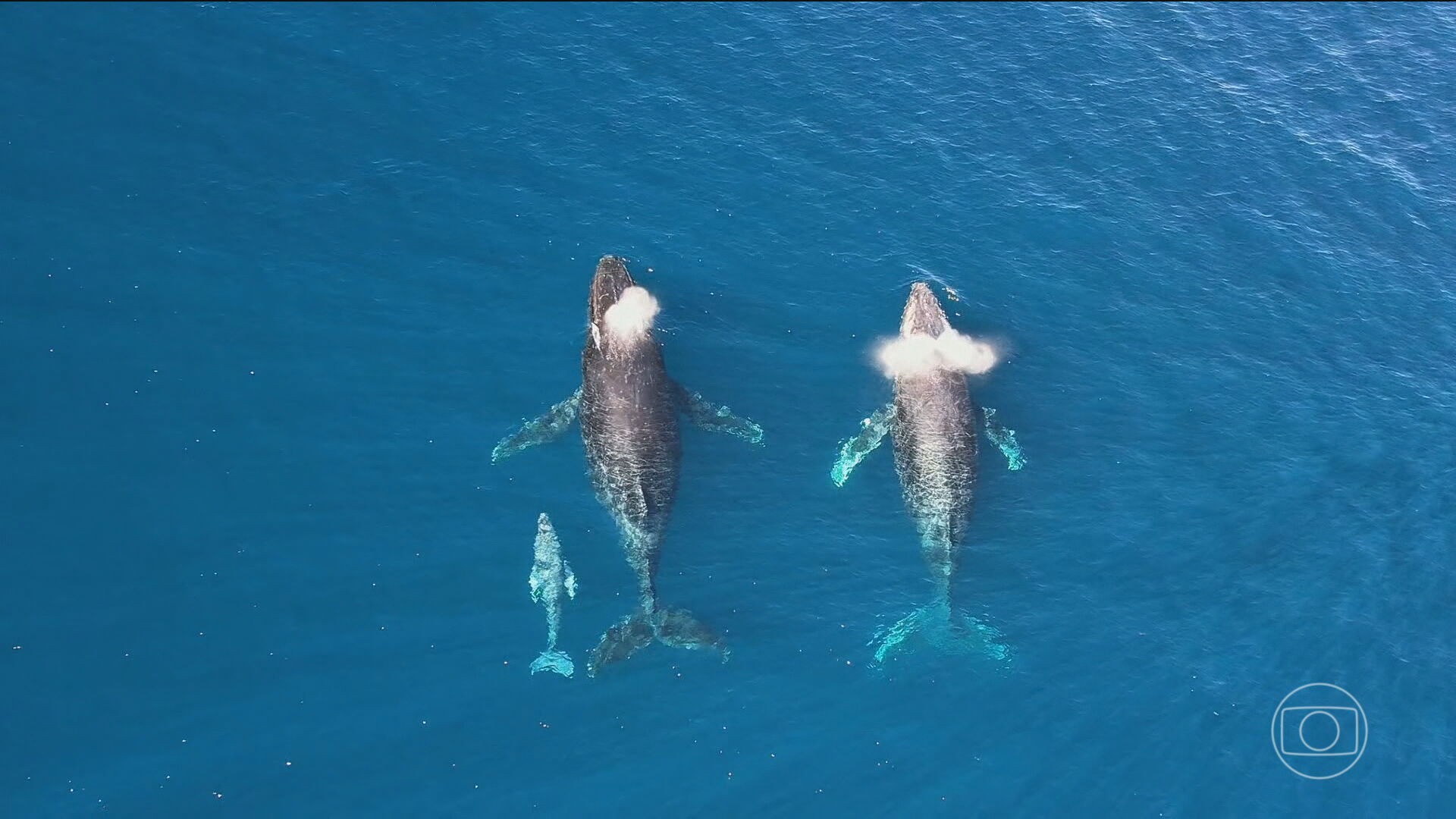Presença constante de baleias e golfinhos indica que RJ pode voltar a ser área de reprodução, diz especialista