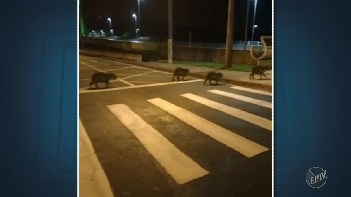 Nada como um passeio em família! Capivaras são flagradas passeando em linha  de produção de empresa de Joinville; vídeo - Banda B