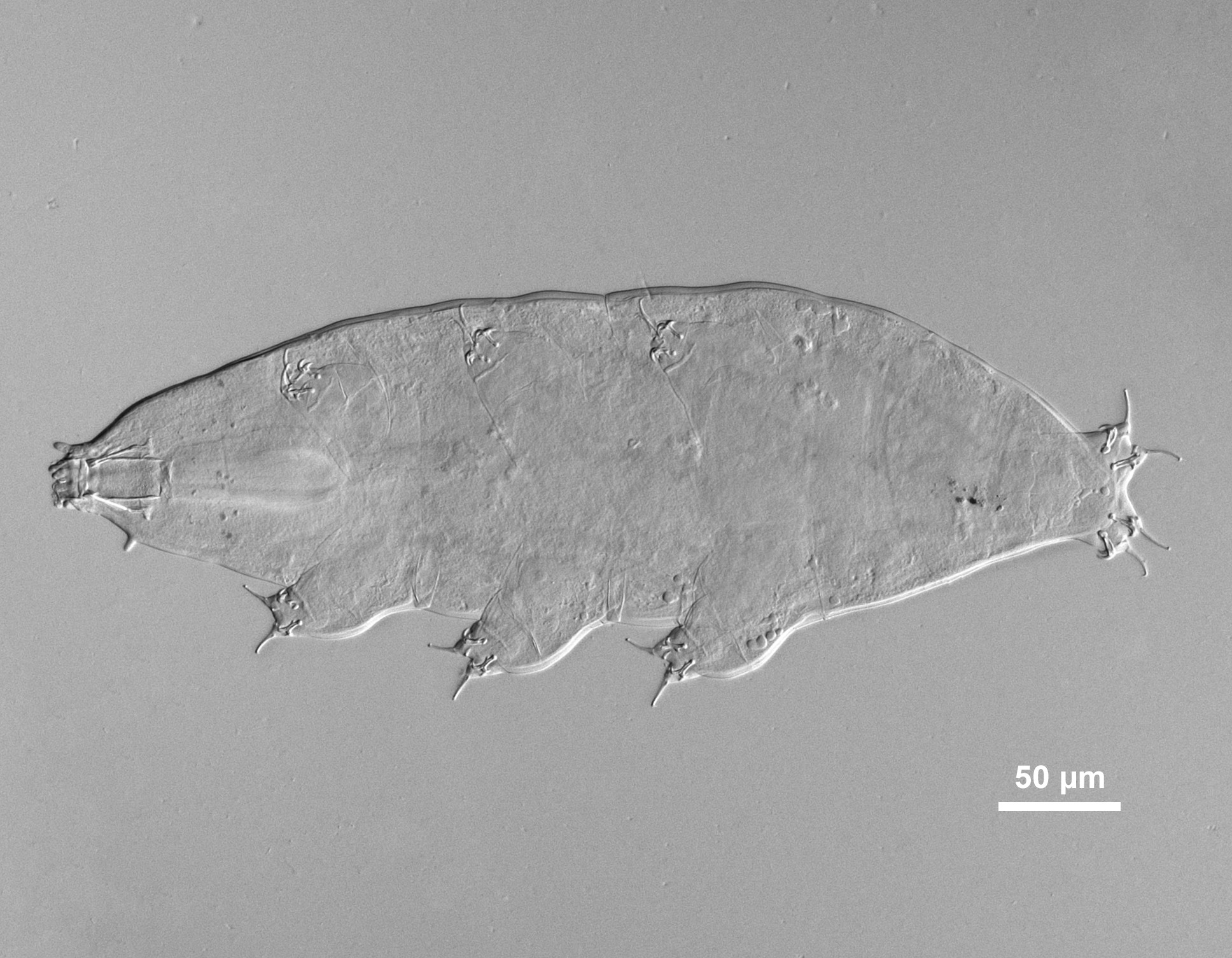Nova espécie de tardígrado é descoberto em musgo de árvores do Instituto de Biologia da Unicamp
