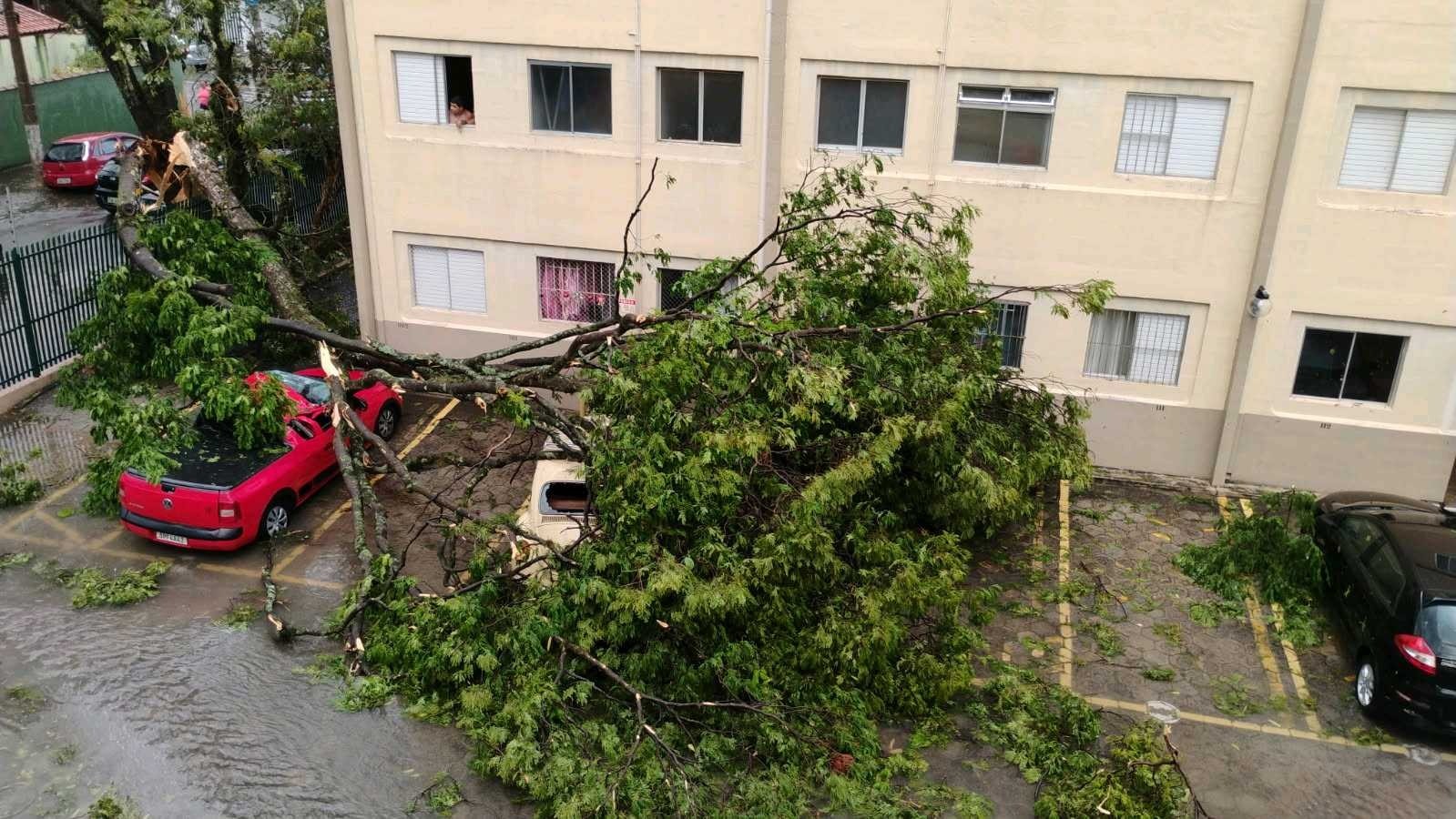 Temporal provoca quedas de árvores sobre carros, derruba poste e deixa bairros sem energia em São José