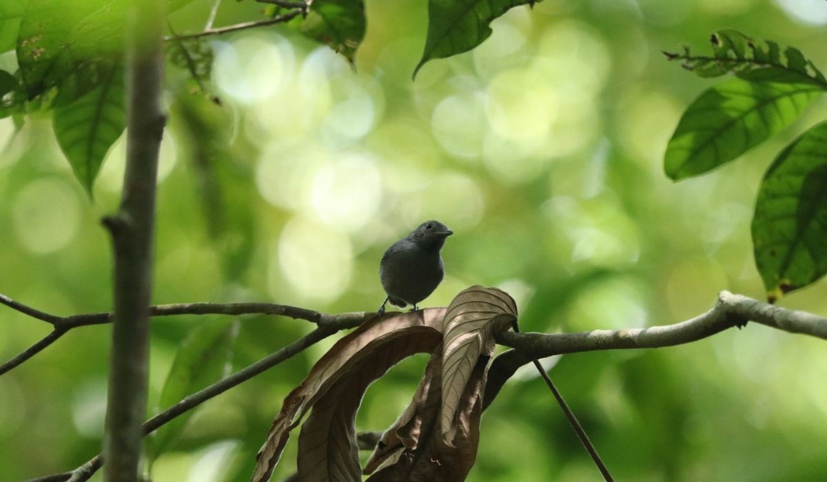Filhotes de uma das aves mais raras do planeta são descobertos em Alagoas; FOTOS
