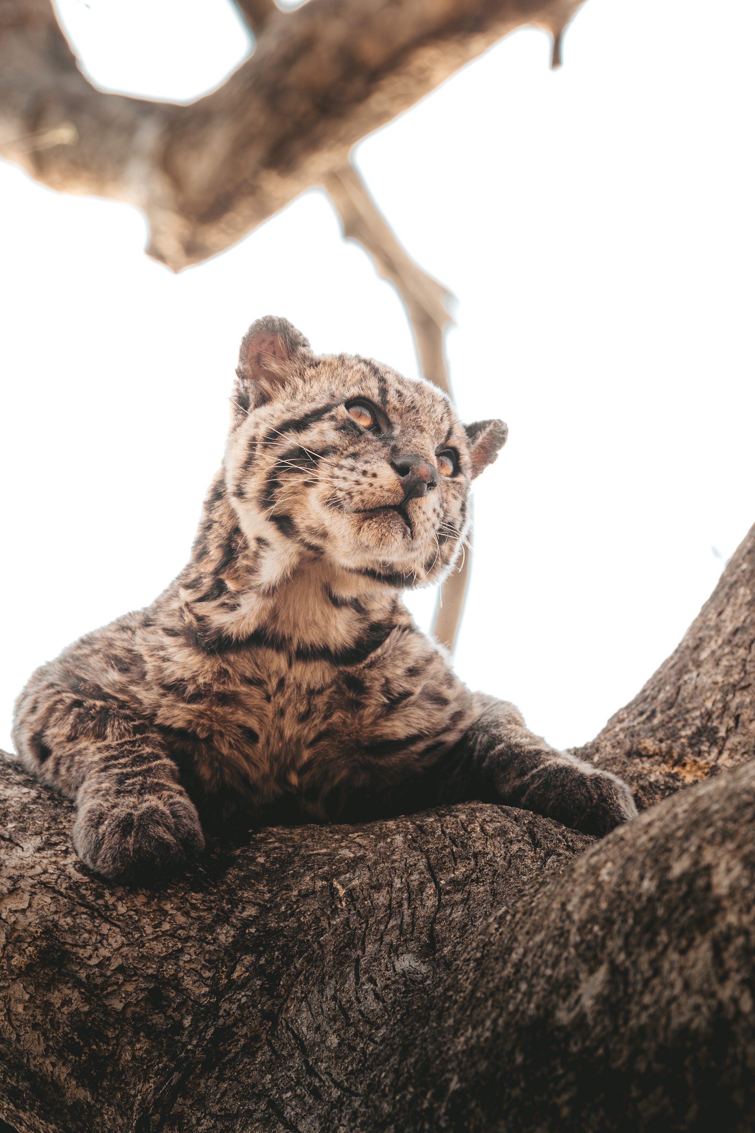 O sábio do Pantanal: jaguatirica idosa é registrada por equipe de monitoramento