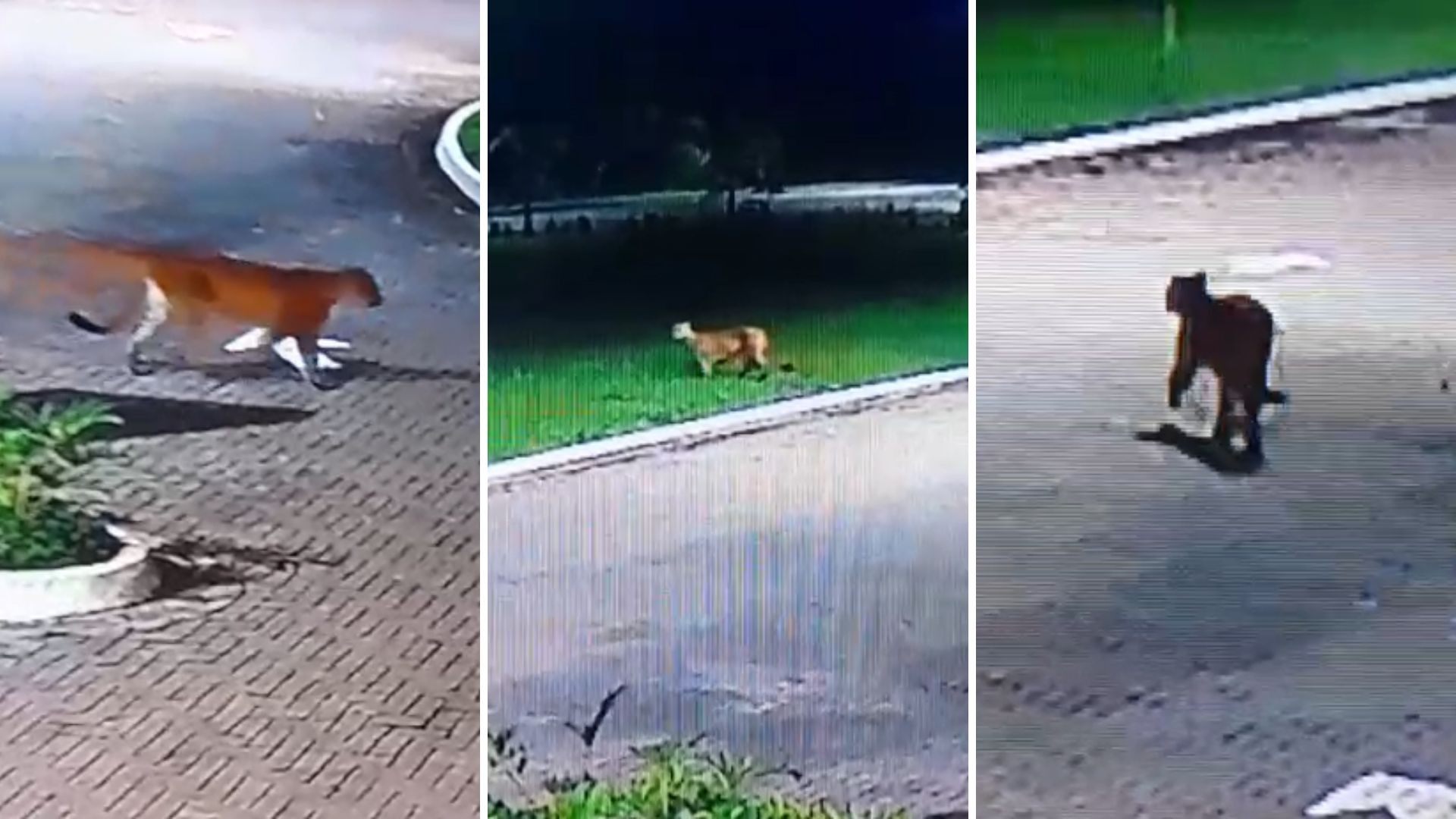 Onça-parda é flagrada em visita inusitada em condomínio no litoral de SP; VÍDEO