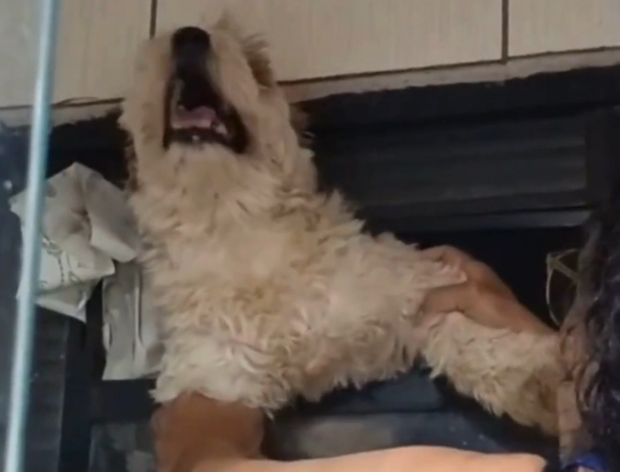 VÍDEO: cachorro fica preso em janela após se assustar com fogos de artifício no interior de SP
