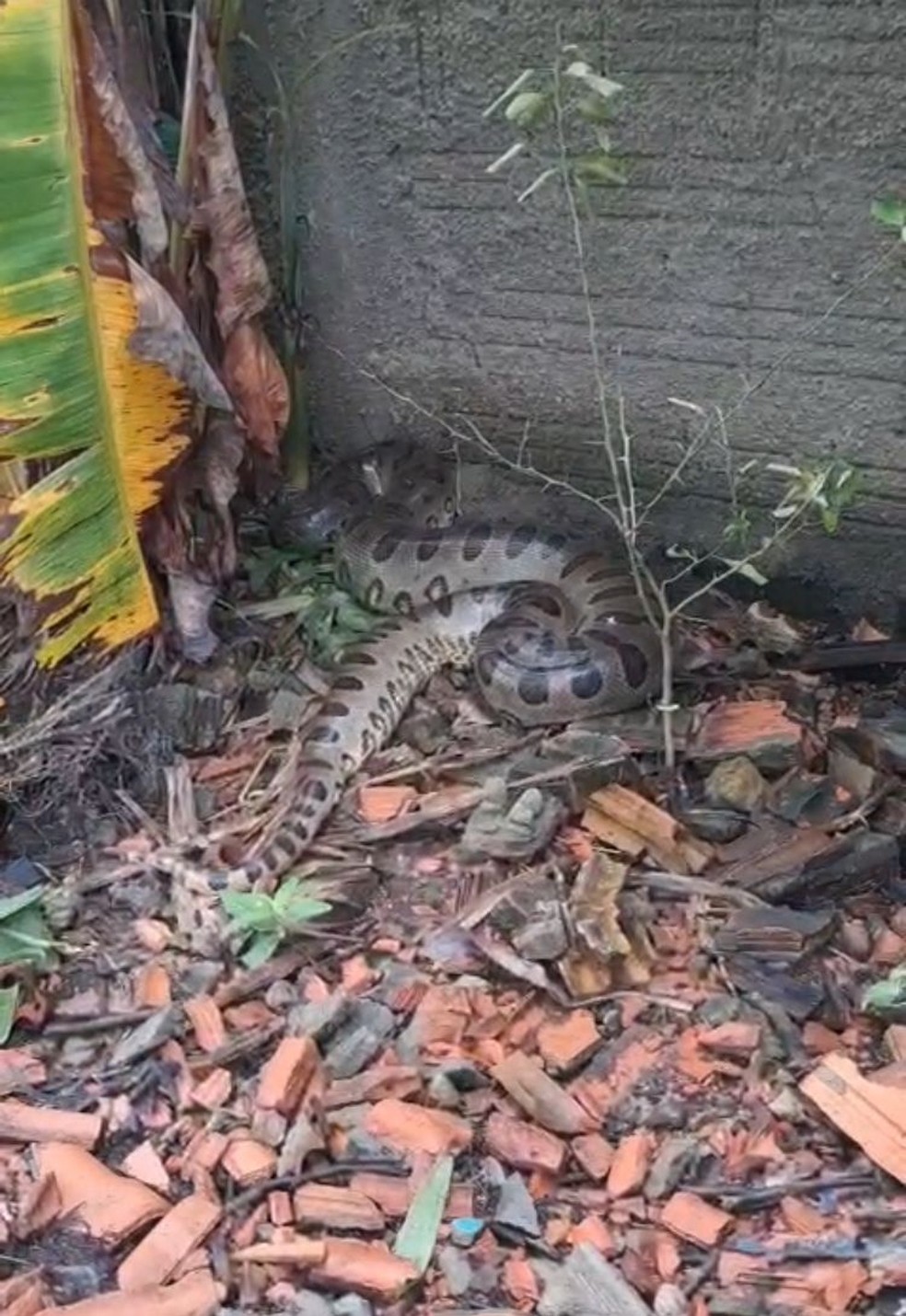 Cobra encontrada em casa de Araguacema — Foto: Reprodução