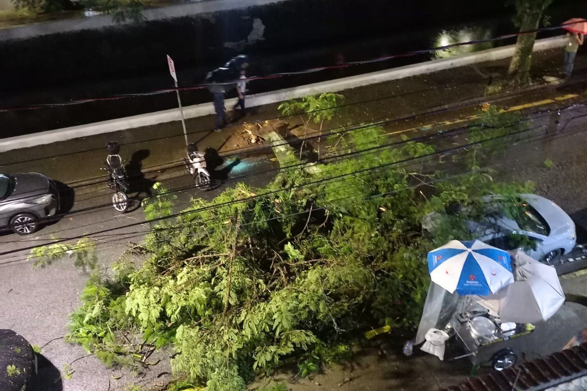 Árvore cai em avenida durante chuva e causa interdição em trecho de canal em Santos, SP