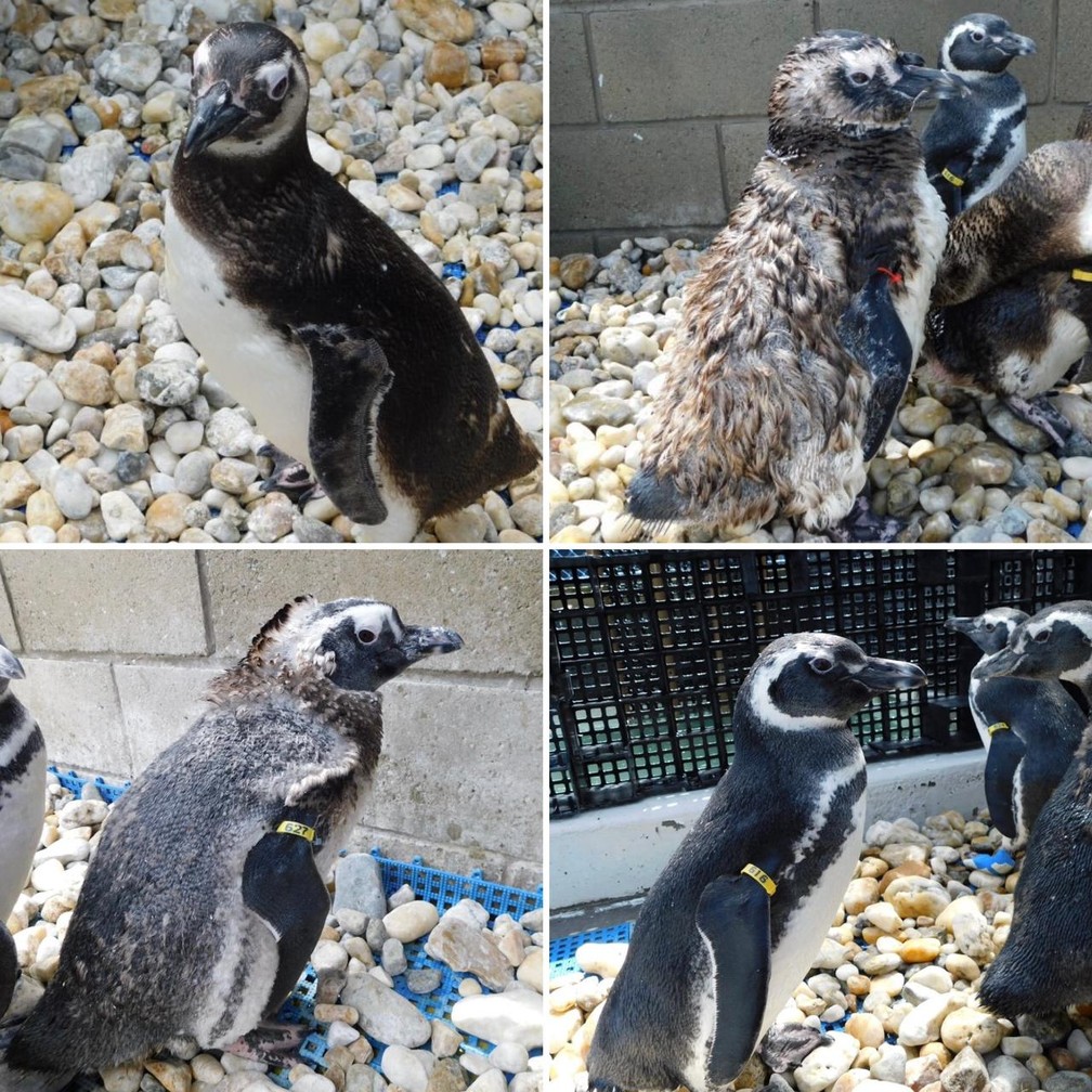 Batalha de Pinguins em COQUINHOS