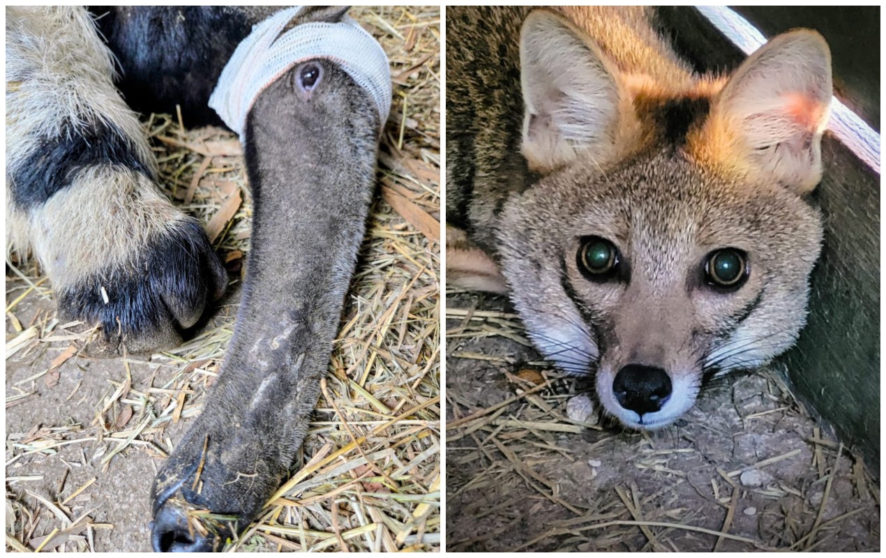 VÍDEO: biólogo registra soltura de raposa e tamanduá após meses de reabilitação no interior de SP