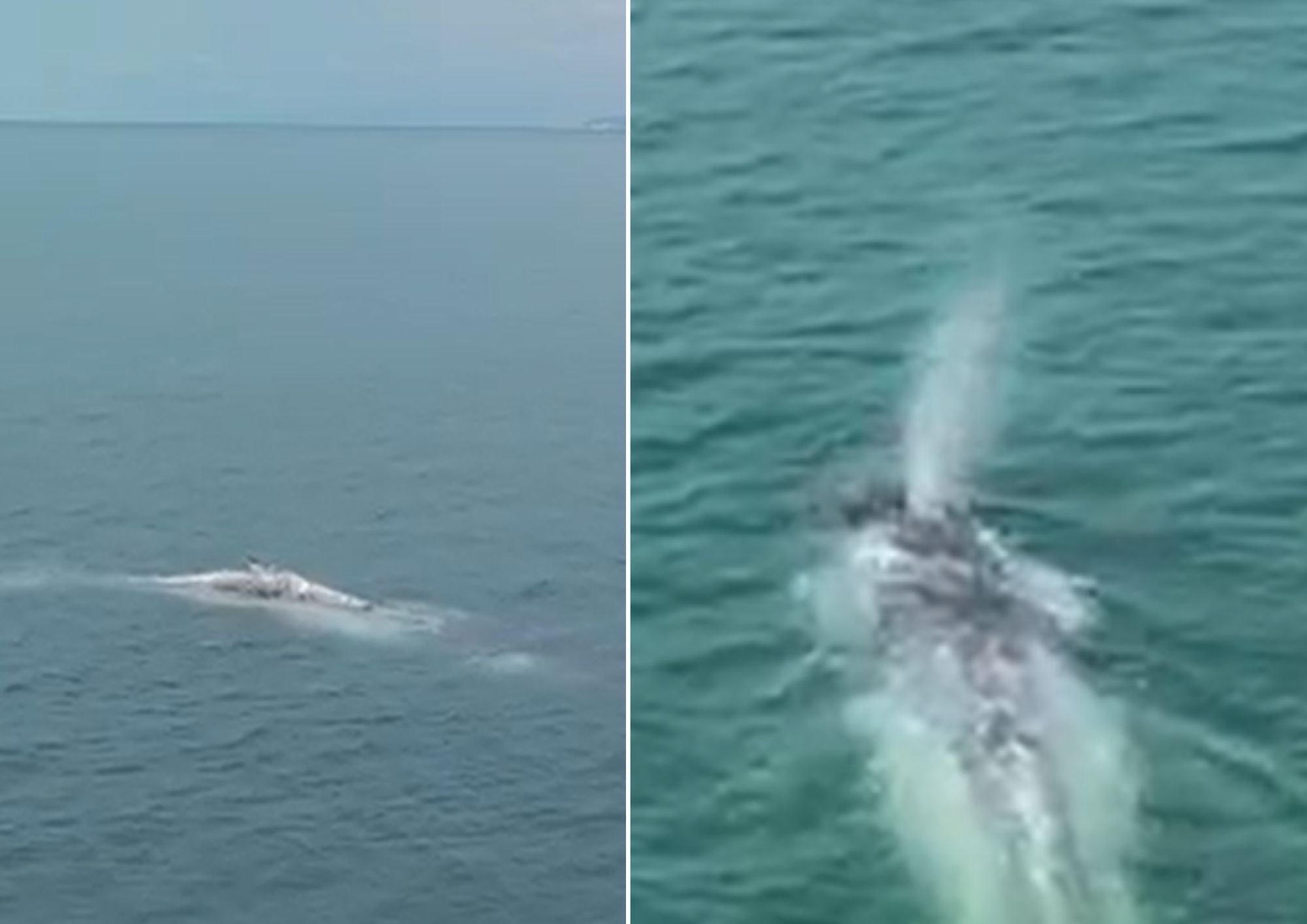 Drone flagra baleia-jubarte descansando perto da costa de Praia Grande; VEJA