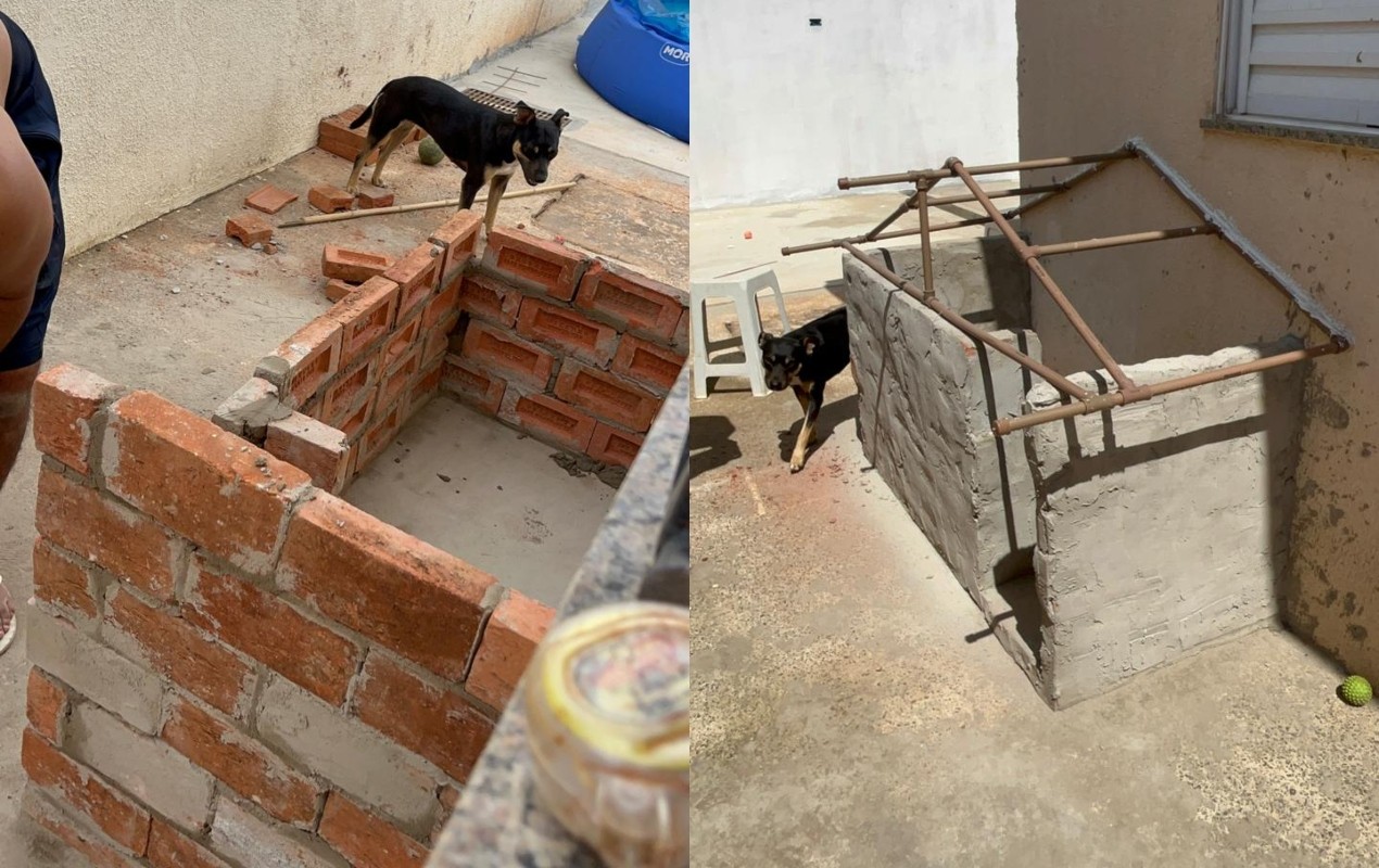 VÍDEO: vira-lata ganha 'casa própria' com telhado deslizante e etapas da obra viralizam nas redes sociais