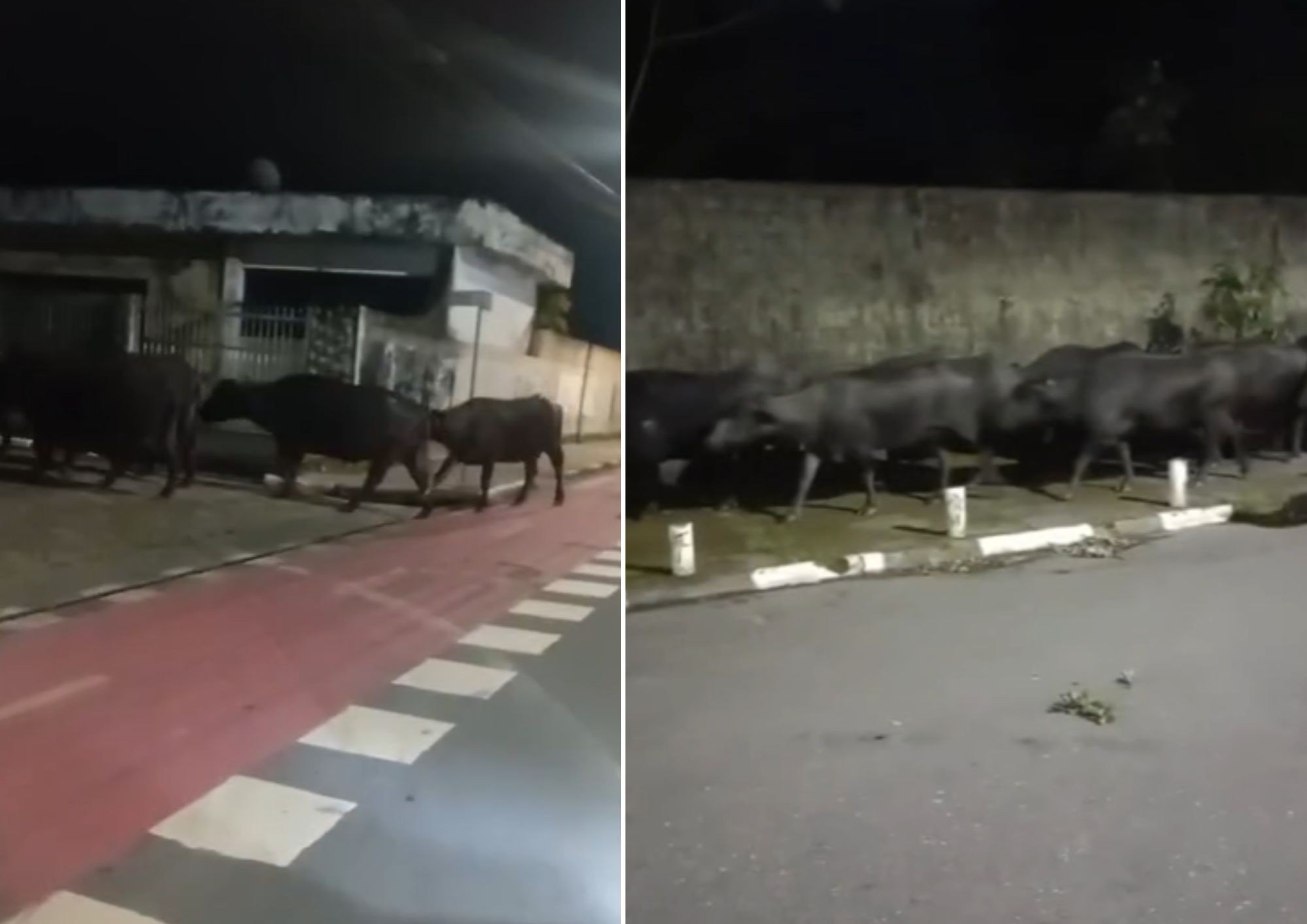 Manada de búfalos é flagrada invadindo as ruas de Iguape; VÍDEO 