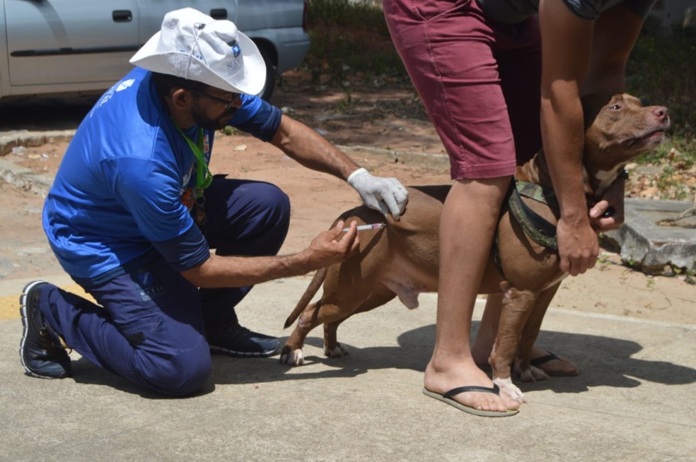 Campanha de vacinação antirrábica segue até o dia 8 de novembro em Natal — Foto: Divulgação/SMS
