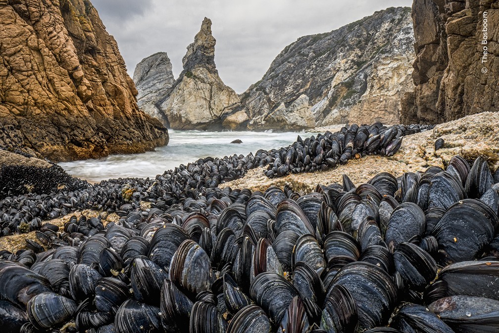 Mexilhões se agrupam para evitar serem arrastados pela maré na Praia da Ursa, em Portugal. Fotógrafo usou uma lente macro para destacar a importância ecológica dos mexilhões no ambiente marinho. — Foto: Wildlife Photographer of the Year