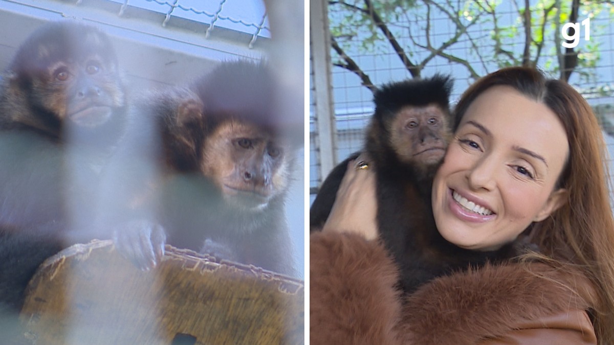 Conheça programa que permite adoção de animais silvestres resgatados do tráfico no RS 