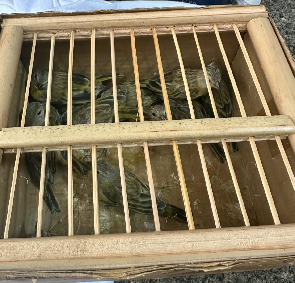 Mais de 20 aves silvestres vítimas de maus-tratos são resgatadas durante fiscalização em Caxias