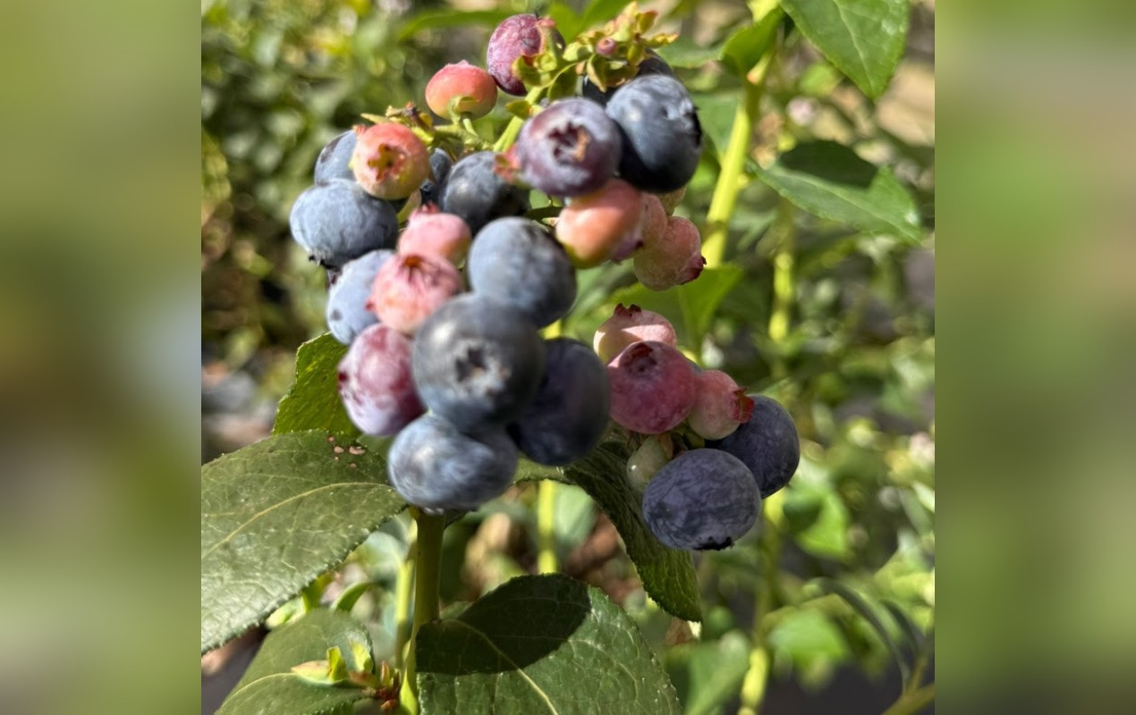 Parque de Itu oferece passeio para colher mirtilos; conheça o benefício da fruta 'queridinha' das dietas 