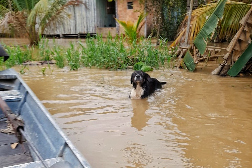 Cão nadando em área alagada — Foto: Helia Menezes