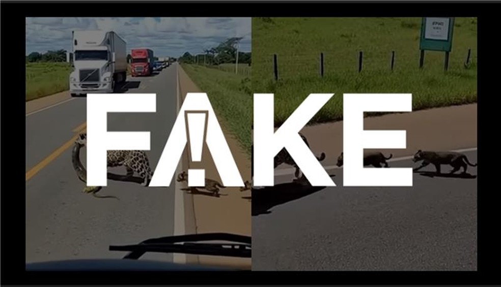 É #FAKE cena de onça com filhotes parando trânsito em rodovia de Mato Grosso — Foto: Reprodução/Instagram