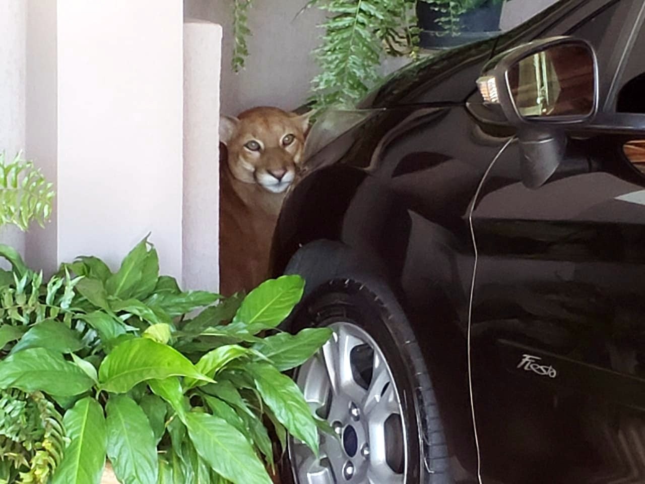 Viu um animal silvestre? saiba como registrar presença no app 'BioRota' no interior de SP