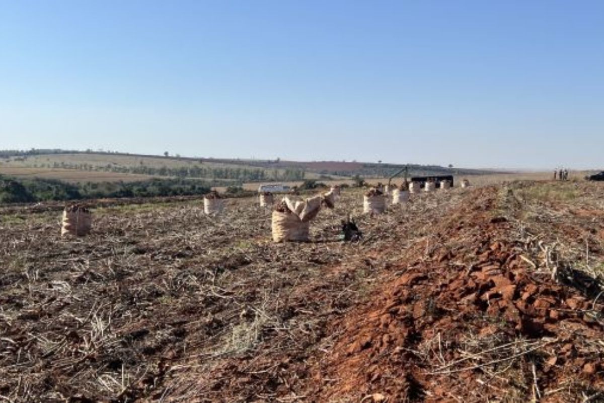 Paraguaios resgatados de escravidão em colheita de mandioca no Paraná