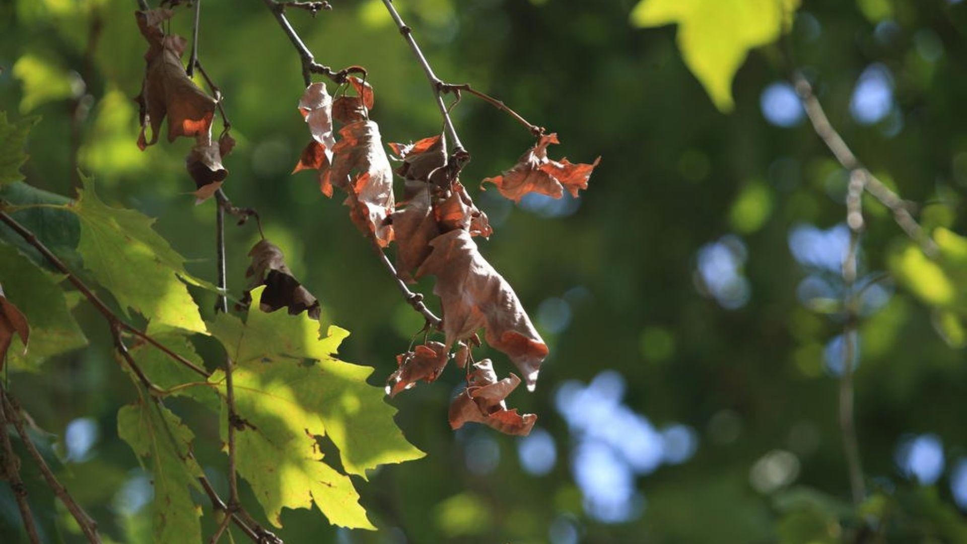 Risco de inundações, 'sobe e desce' nas temperaturas e chuva acima da média no RS: saiba como deve ser o outono, que começa hoje 
