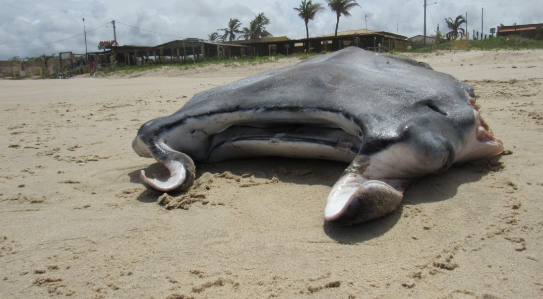 Raia considerada rara é encontrada morta e amputada em praia de Sergipe 