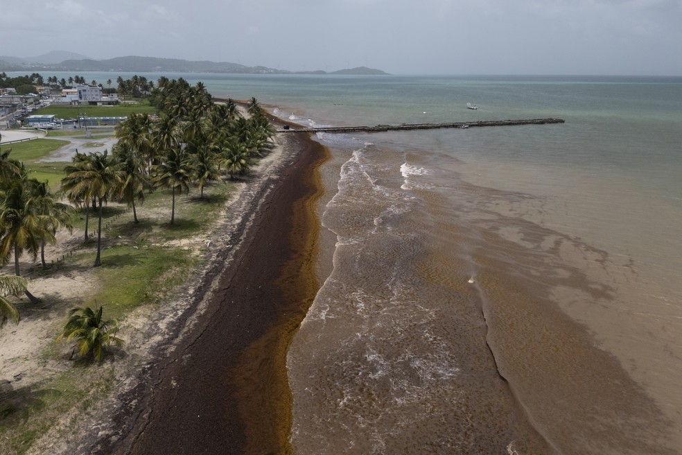 Vista aérea mostra o píer e a orla de Punta Santiago cercados por sargaço em Humacao, Porto Rico — Foto: AP/Alejandro Granadillo