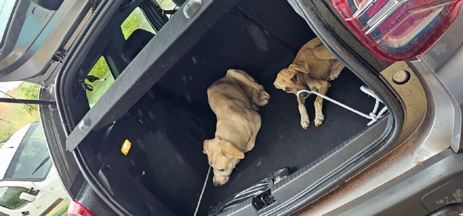 Casal suspeito de abandonar três cães é indiciado por maus-tratos; um animal morreu e foi comido pelos demais, diz polícia