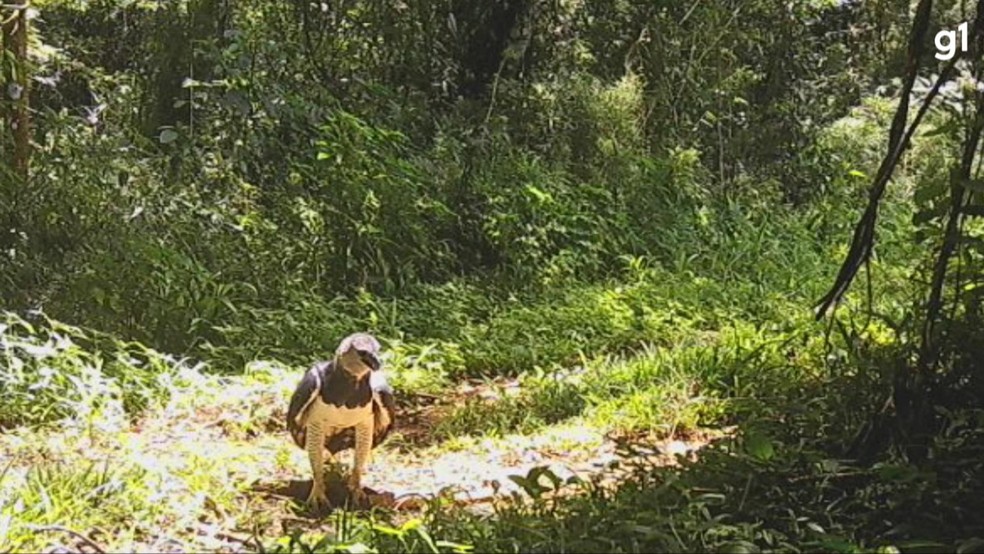 Animal está em risco de extinção — Foto: Parque Estadual do Turvo/SEMA