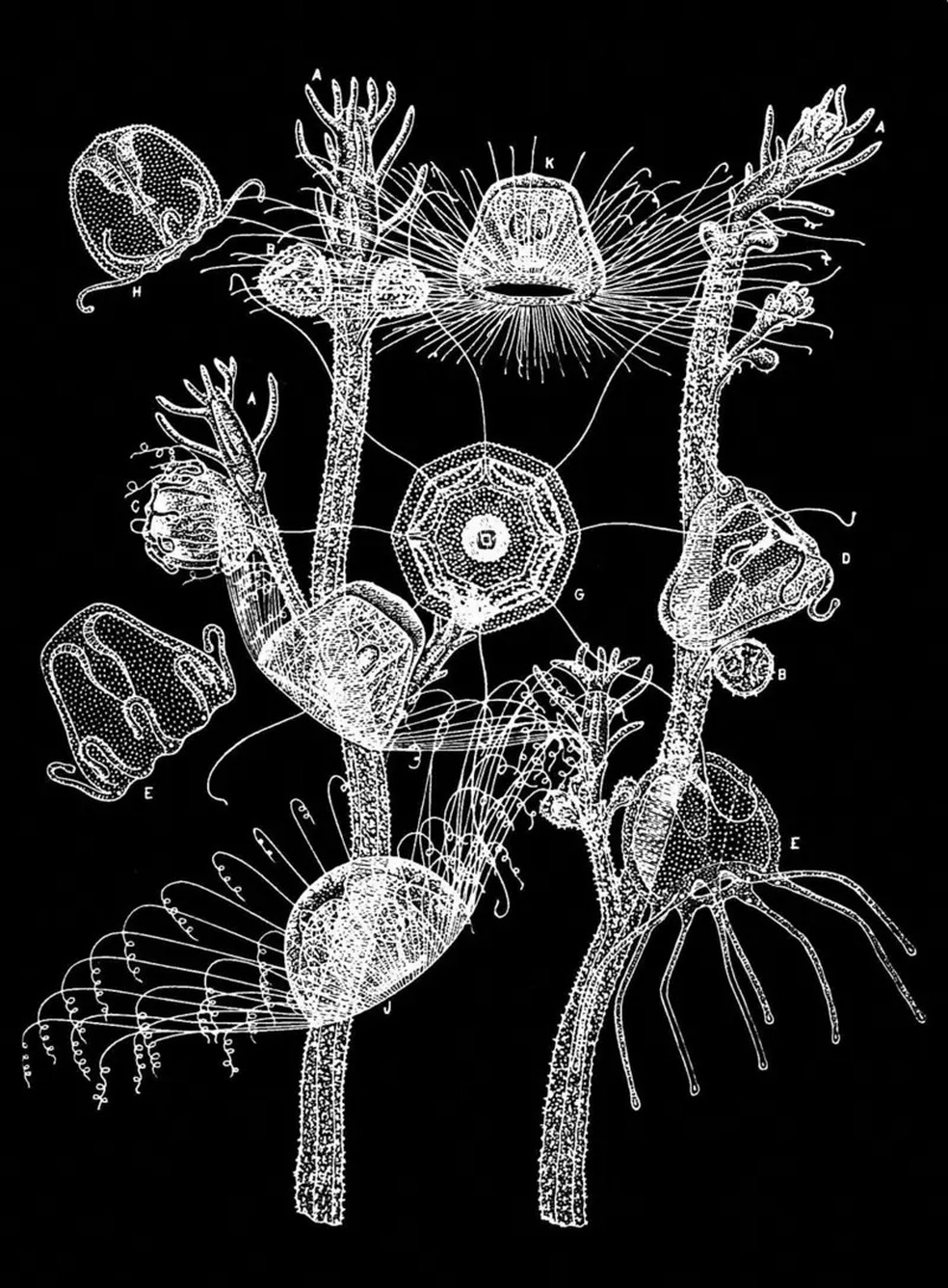 Imagem do século 19 ilustra a T. dohrnii, antes da descoberta da natureza extraordinária do seu ciclo de vida — Foto: Alamy