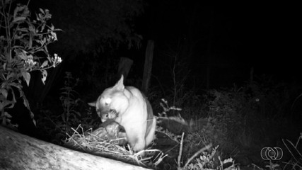 Onça-parda é destaque entre os animais silvestres que mais aparecem nas redes sociais