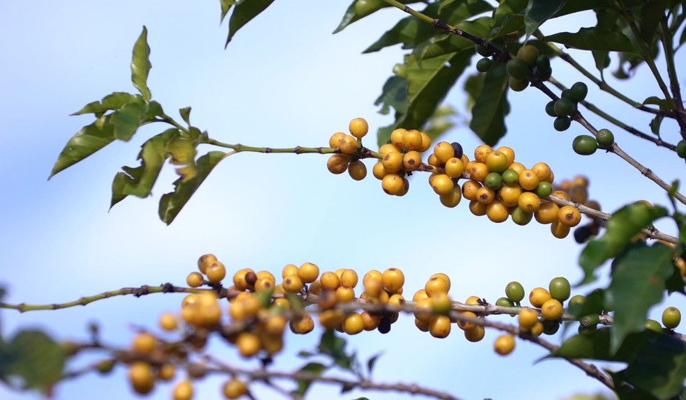 Café — Foto: Reprodução/EPTV