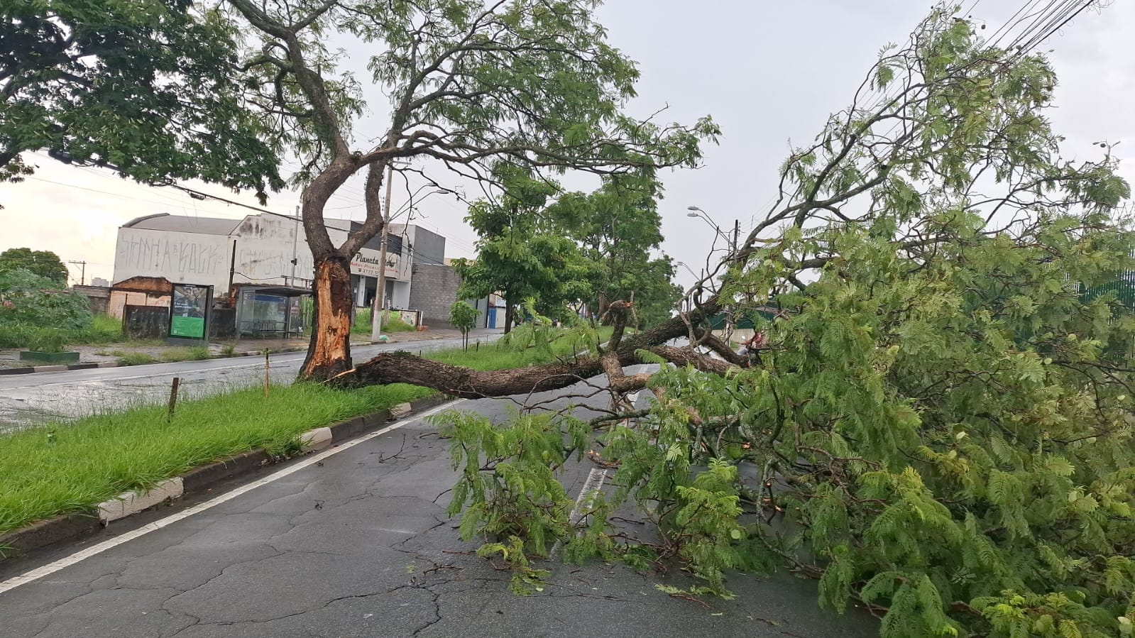 Temporal provoca quedas de árvores e alagamentos em Campinas