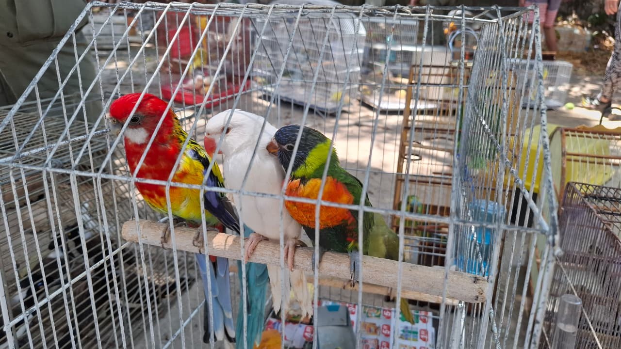 ‘Feira da Parangaba’: Maior operação exclusiva do Ibama no País detém mais de 30 pessoas por comércio ilegal de animais silvestres em Fortaleza