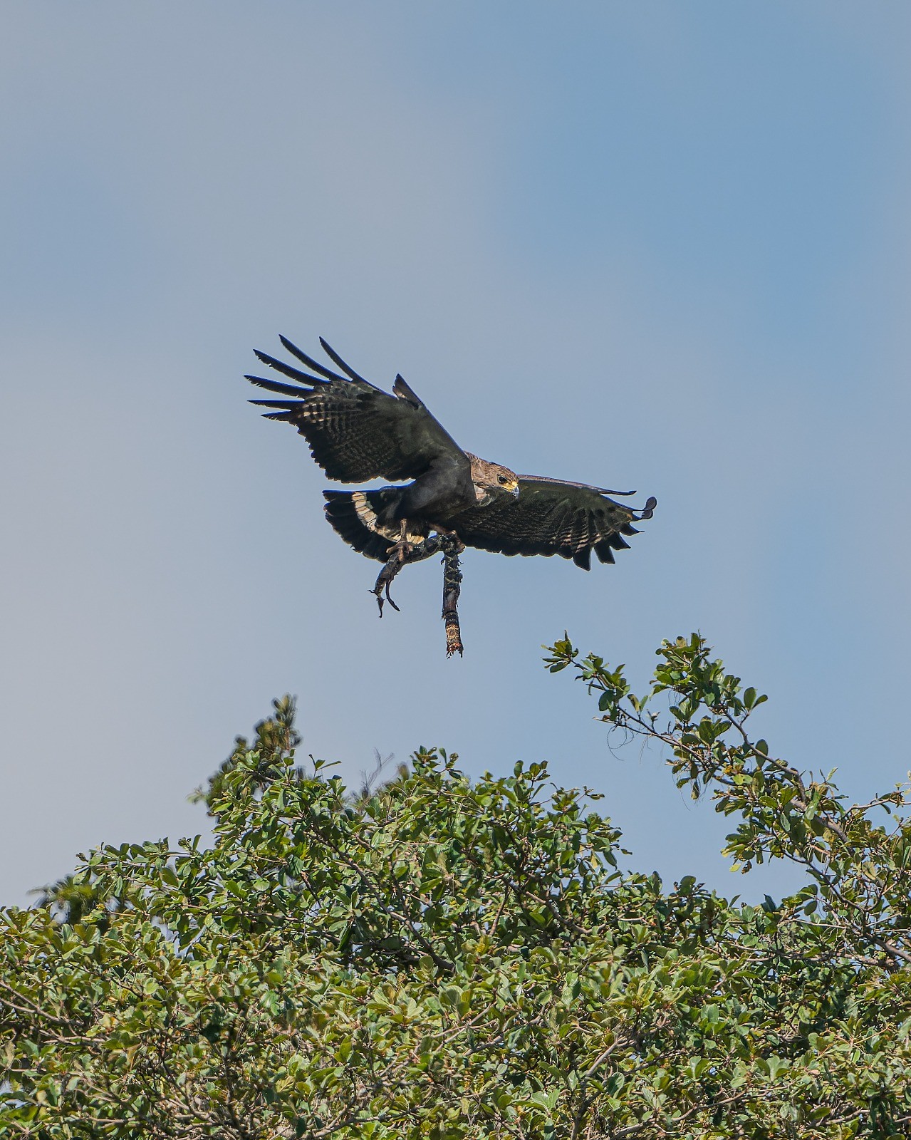 FOTOS: Águia-cinzenta carrega cascavel nas garras para alimentar filhote em MG