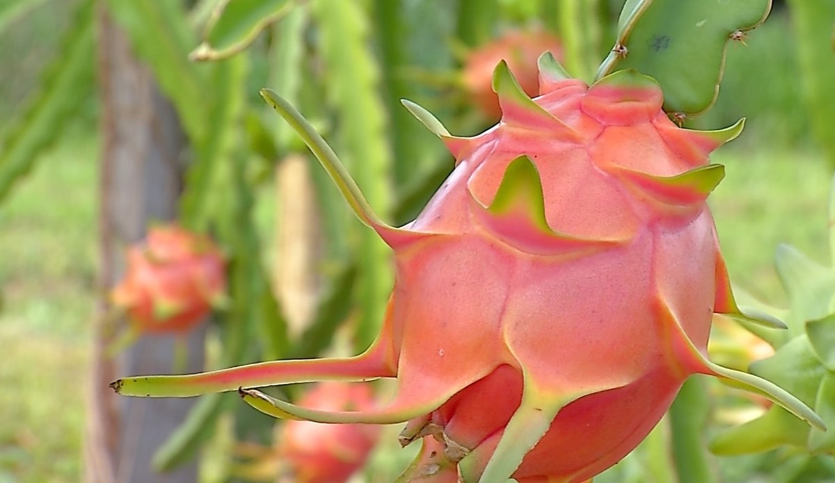 Pitaya também é chamada de fruta-do-dragão | Terra da Gente | G1