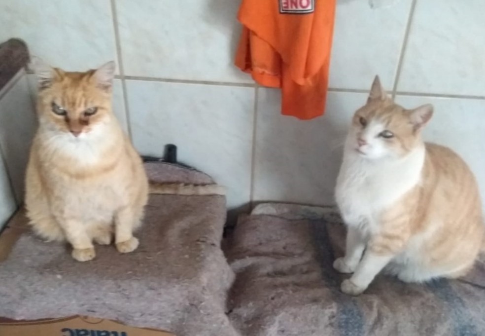 Há um ano a gata Esmeralda adotou novo integrante da família Correa como filho. — Foto: Maria Eliza Correa/Arquivo Pessoal 