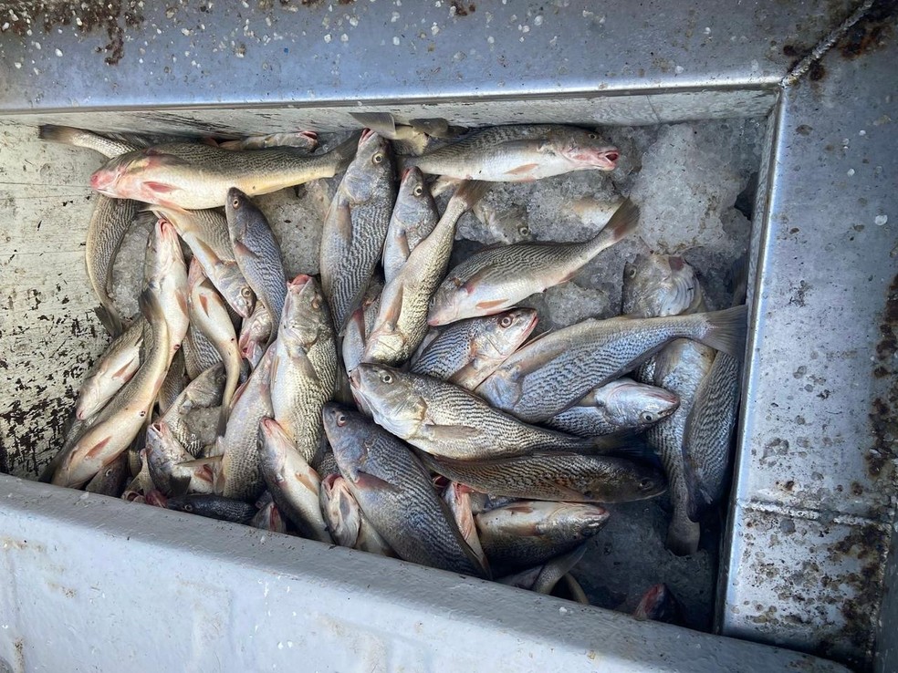 Peixes haviam sido pescados ilegalmente — Foto: Divulgação/Polícia Federal