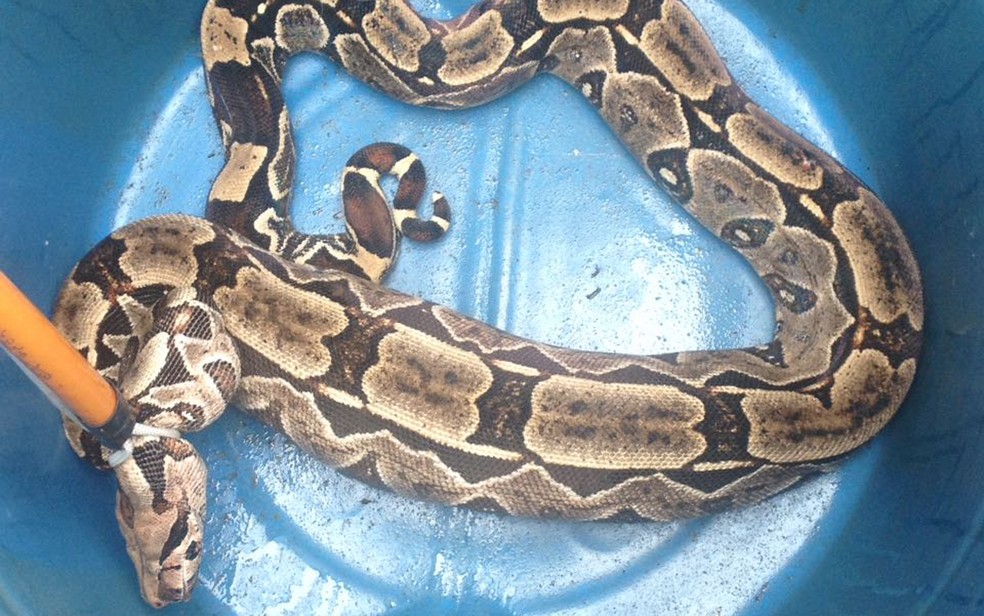 G1 - No AC, cobra colorida é encontrada em quintal e impressiona