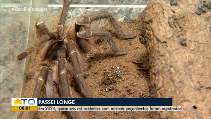 Acidentes com animais peçonhentos deixam cinco mortos e feridos no Tocantins